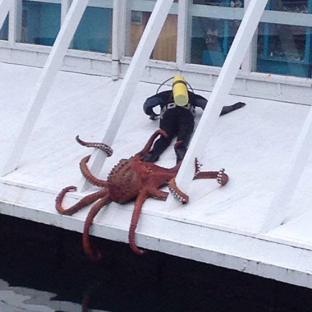 Pic #1 - Sir do you have a moment to talk about our lord and savior Cthulu