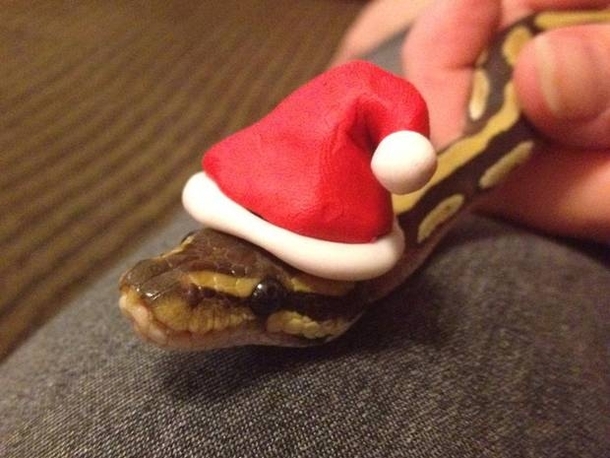Pic #1 - Snakes wearing hats