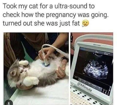 Pic #1 - Took my cat for ultrasound