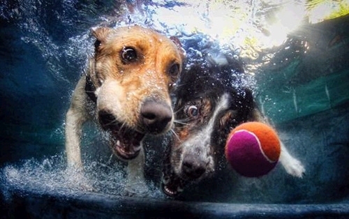 Pic #10 - Dogs  ball  Underwater camera