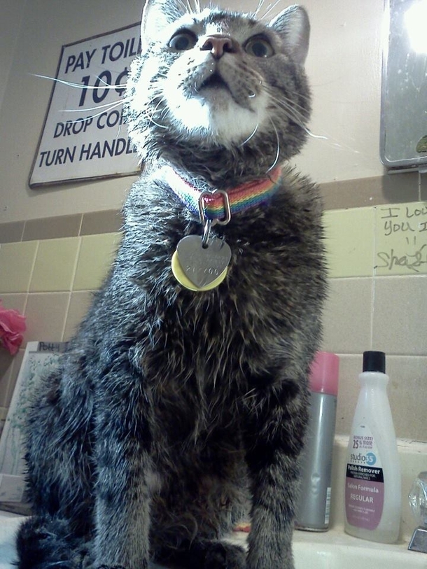 Pic #10 - When cats need baths