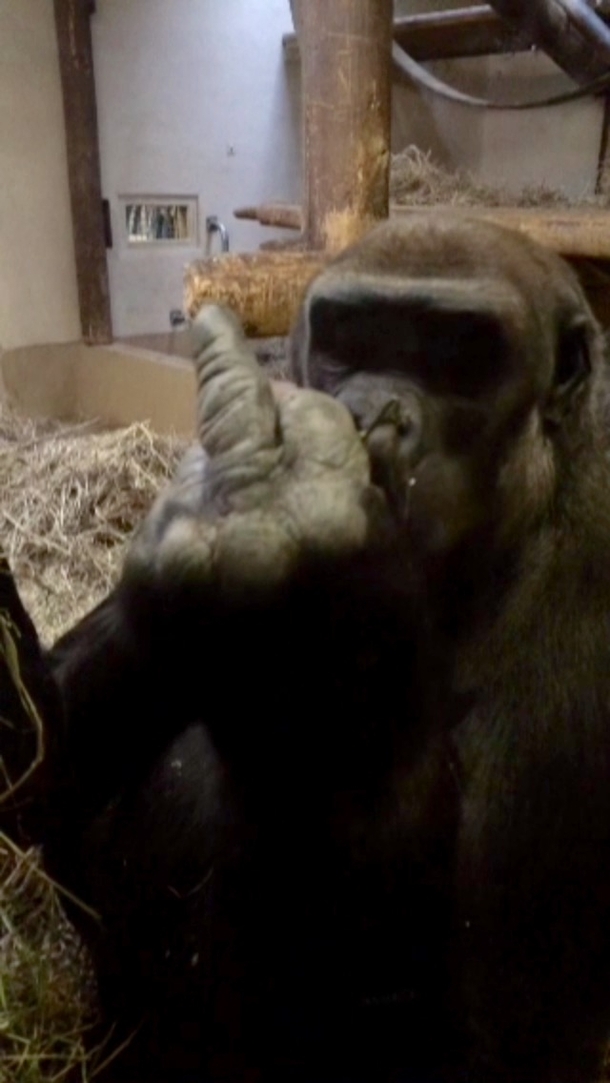 Pic #2 - A gorilla flipped me off so I flipped him off in return and he was very offended