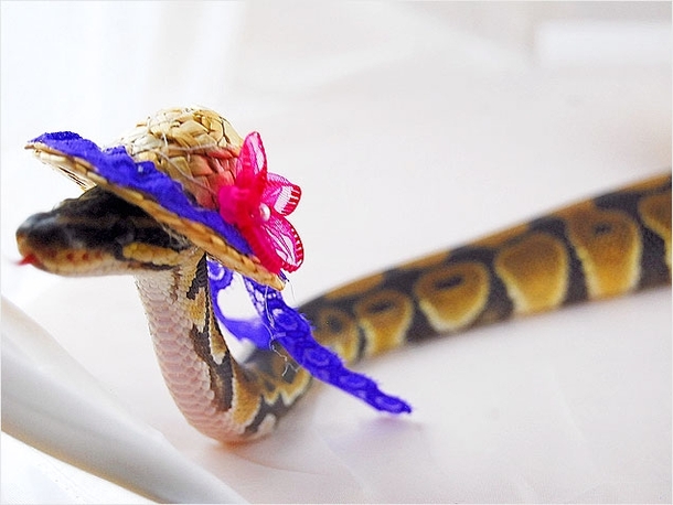 Pic #2 - Snakes wearing hats