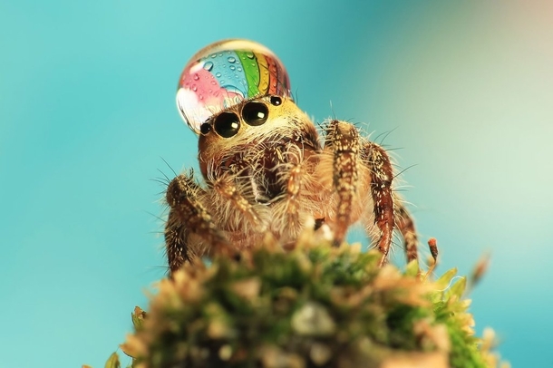Pic #2 - Some spiders wear water drops as fancy hats
