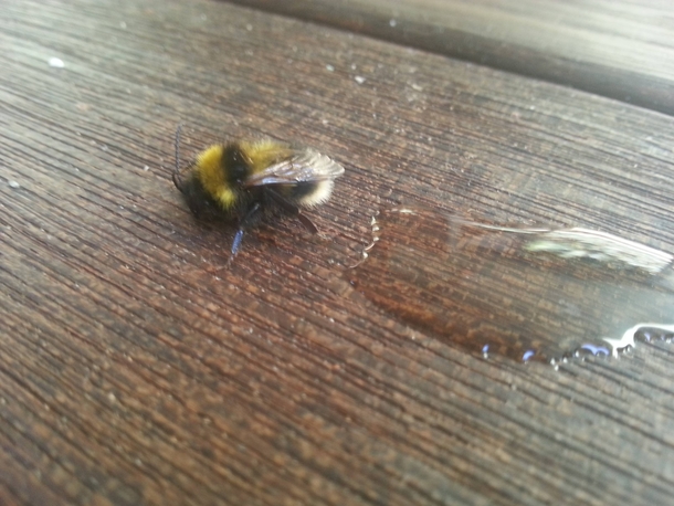 Pic #2 - The day I tried to rescue an exhausted bumble bee