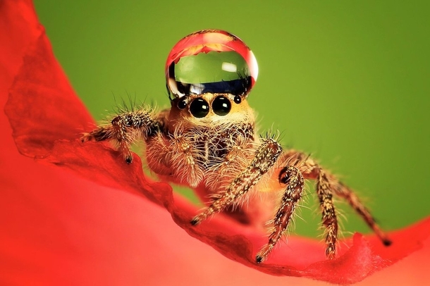 Pic #3 - Some spiders wear water drops as fancy hats