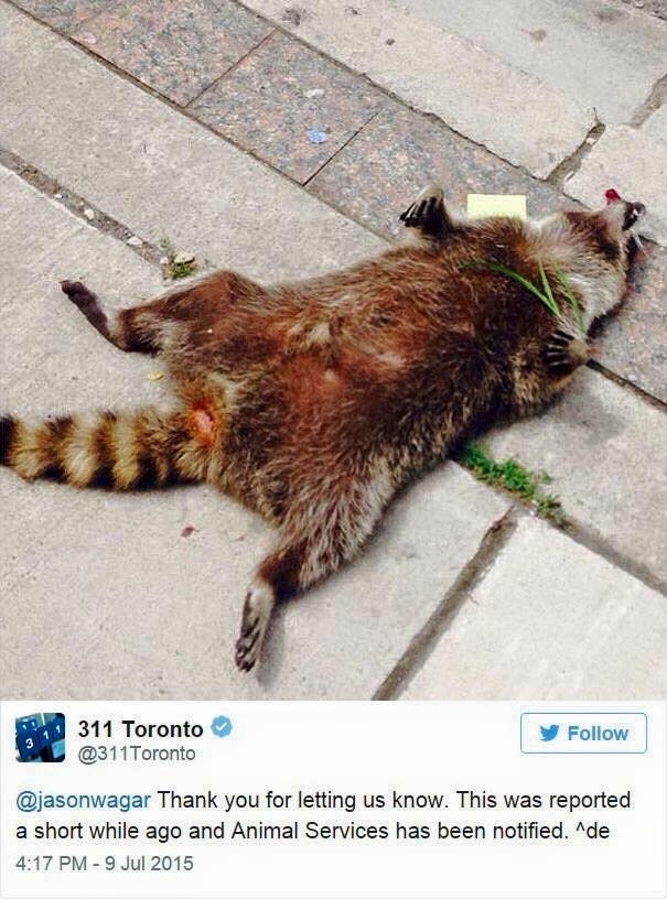 Pic #3 - The Toronto Raccoon Story