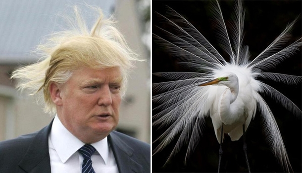 Pic #3 - Things Donald Trump looks like