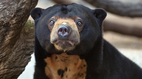 Pic #3 - This is the malaysian bear and I think it should become famous