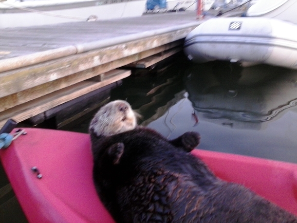 Pic #4 - A seaotter friend I met the other day
