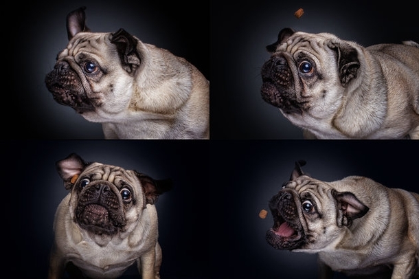 Pic #4 - Photographers hilarious portraits capture dogs trying to catch treats