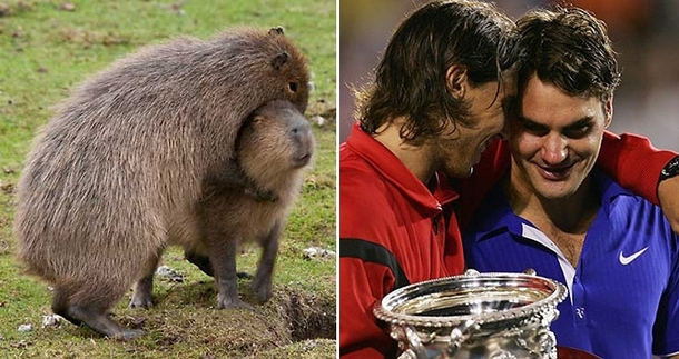 Pic #6 - Capybaras That Look Like Rafael Nadal