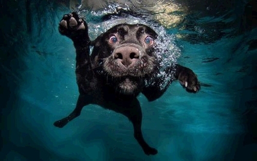 Pic #9 - Dogs  ball  Underwater camera