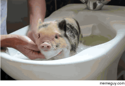 Piggy bath