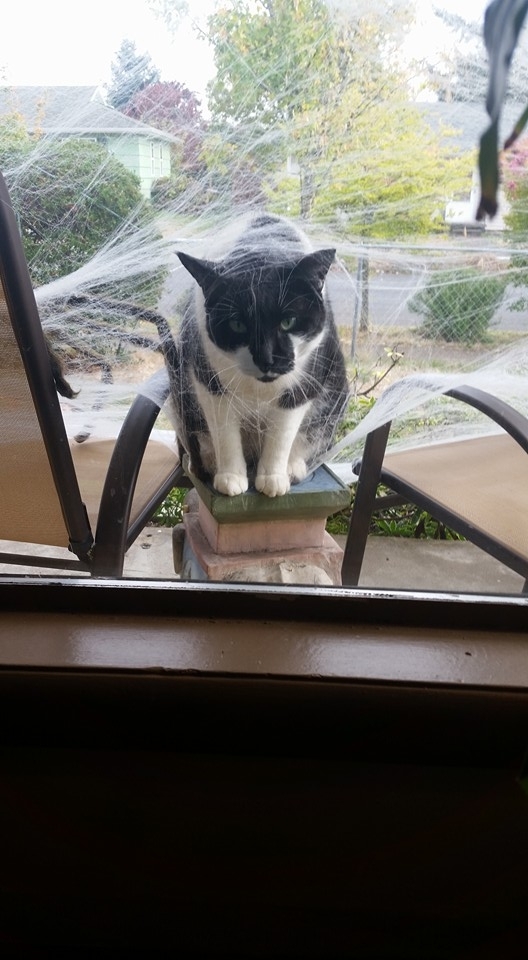 Pippin is not amused nor does he consider the amount of spider webs on the front porch to be tasteful
