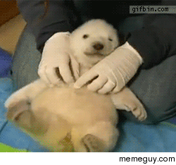 Polar bear being tickled