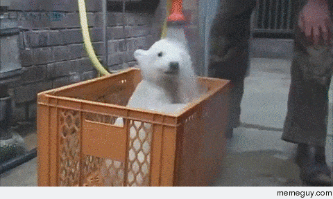 Polar bear getting bathed