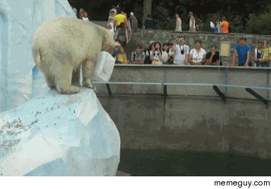 Polar bear plays fetch