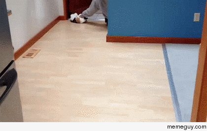 Polished floor games Cat Curling