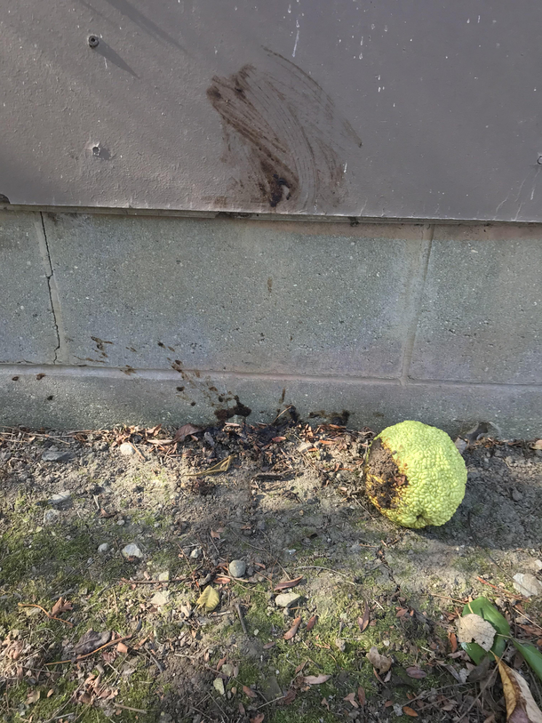 Pretty sure someone shit behind my garage and wiped their ass with a hedge apple