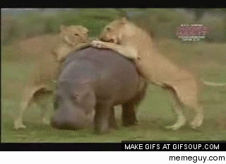 Pride of lions attempting to take down a hippopotamus