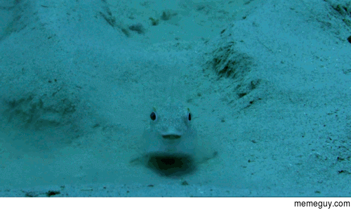 Pufferfish seabed art