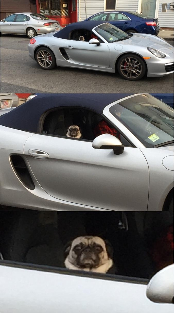 Pug riding shotgun in a Porche judging the fuck out of me