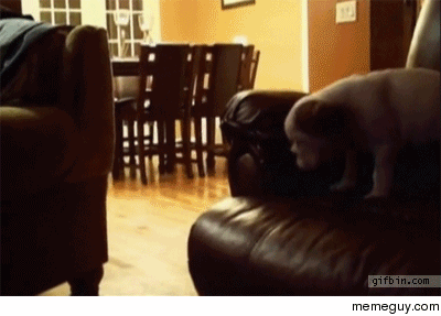 Puppy Couch Jump Fail