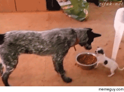 Puppy Defends Food Bowl From Big Dog