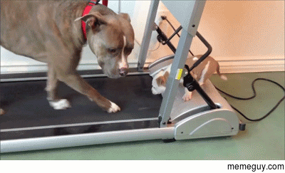 Puppy on a treadmill