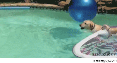 Puppy Surfs On Dog