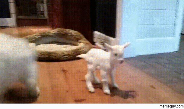 Puppy tries to play with  day old goat