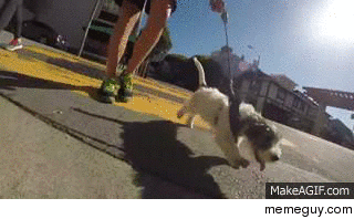 Puppy vs Curb