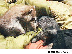 Raccoon and cat playing together