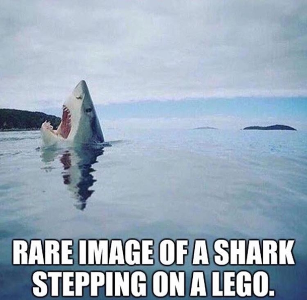 Rare image of a shark stepping on a lego