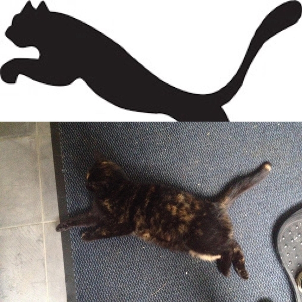 Real cats have curves