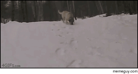 Real dog sledding