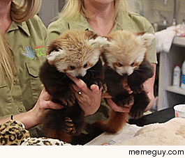 Red Pandas are little handfuls at the Lincoln Childrens Zoo