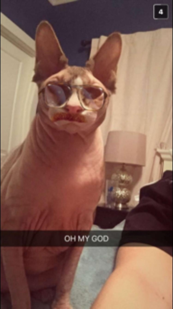 Reddit meet Fluffy His favorite pastime is taking Snapchat selfies