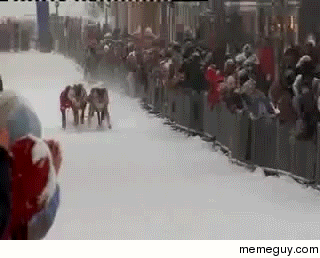 Reindeer race in Northern Norway