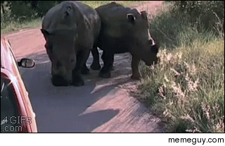 Rhino pops a tire