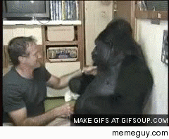 Robin Williams having a tickle fight with Koko the Gorilla