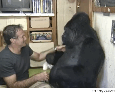 Robin Williams tickling a gorilla who is fluent in American sign language