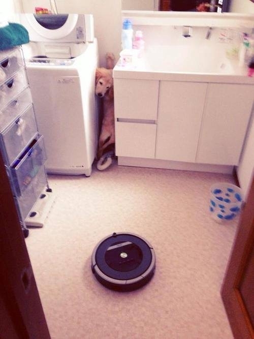 Roomba the NOPE of dog world