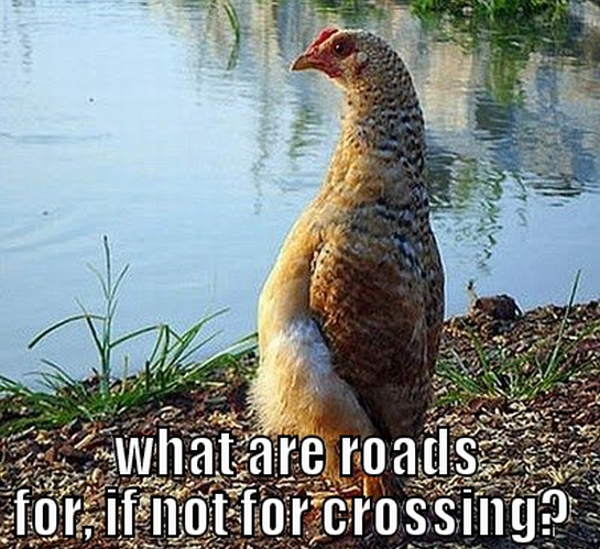 Saw that guys awkward chicken who stands up straight thought he deserved to be a meme Meet thoughtful chicken