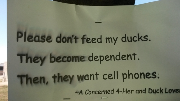 Saw this sign at the fair above a pen labeled attack ducks