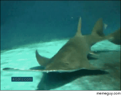 Sawfish in action