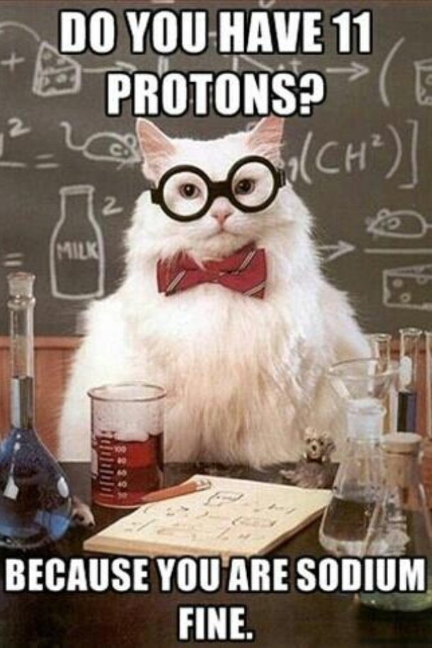Scientist kitty