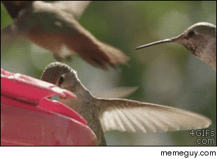 Scumbag Hummingbird