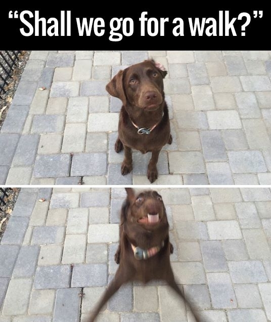 Shall We Go for a Walk